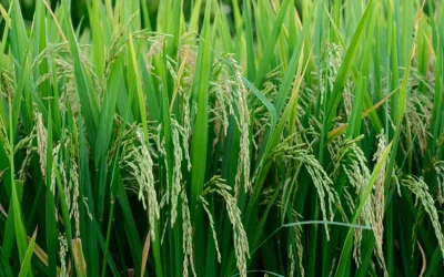 MOU with RiceTec to support GRRF