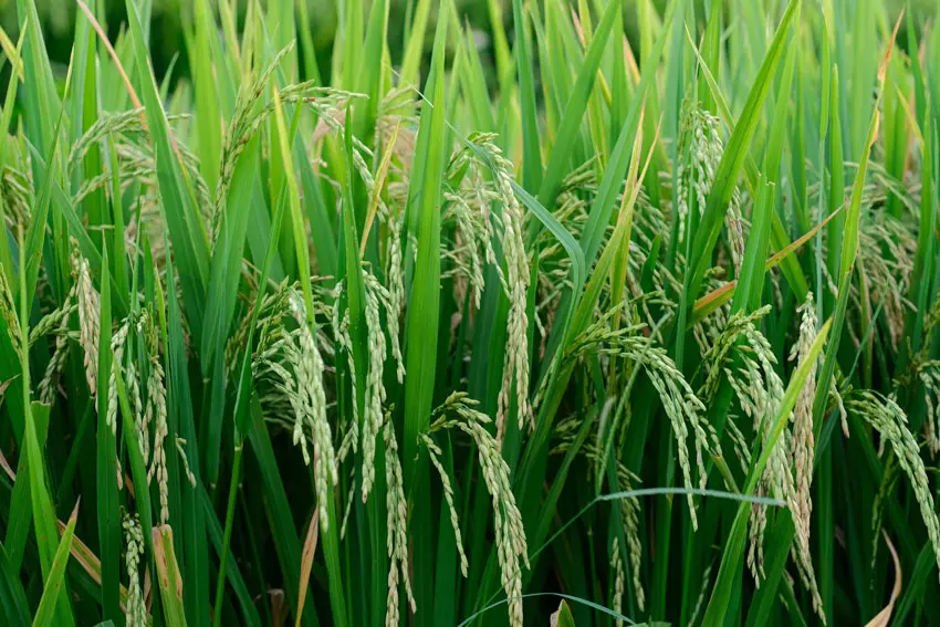 MOU with RiceTec to support GRRF